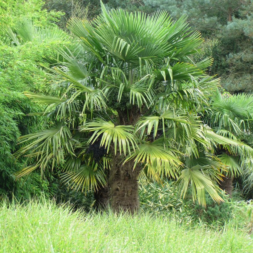 Trachycarpus fortunei - Fächerpalme (Plant habit)