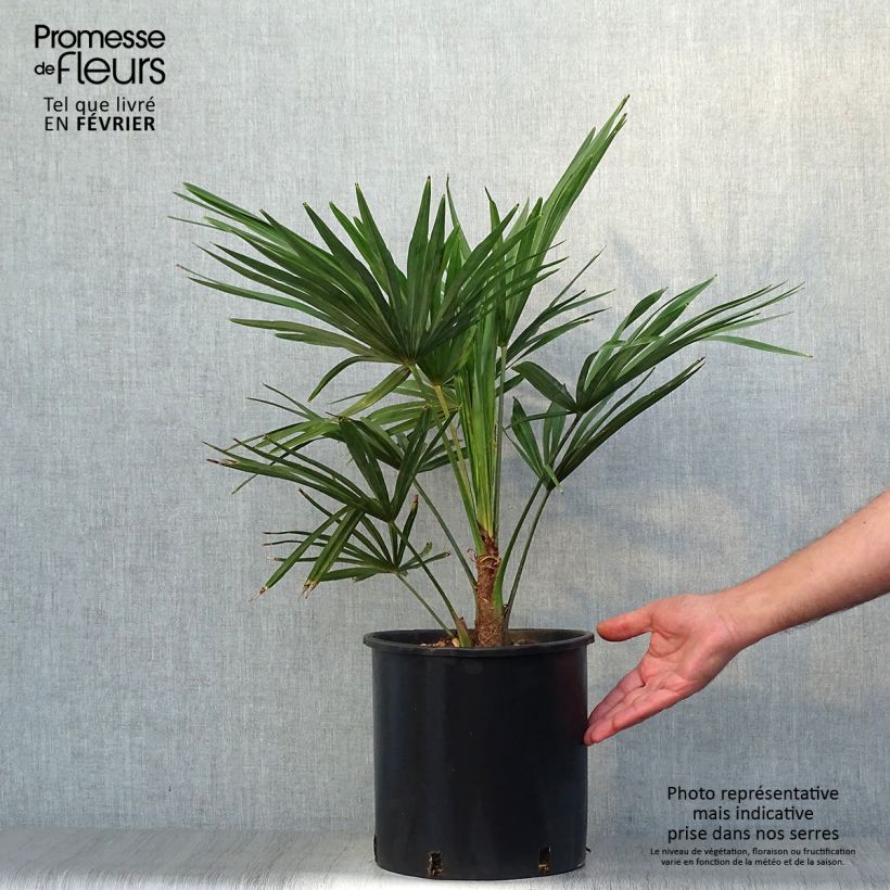 Example of Trachycarpus fortunei - Fächerpalme Topf mit 6L/7L as you get in automne