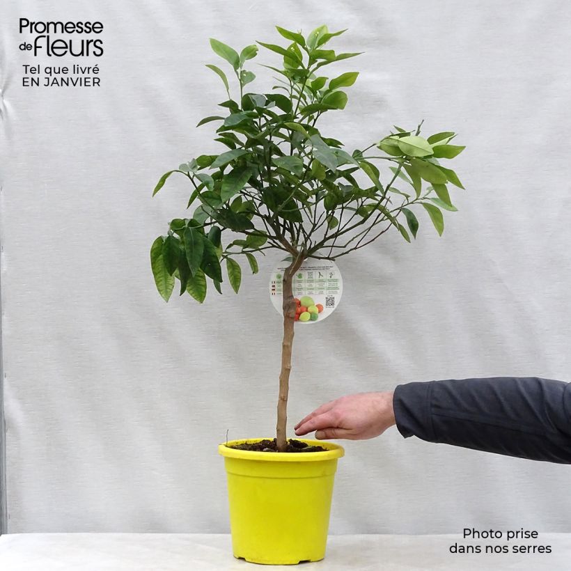 Example of Pampelmuse - Citrus maxima Topf mit 3L/4L, 1/4 Stängel as you get in hiver