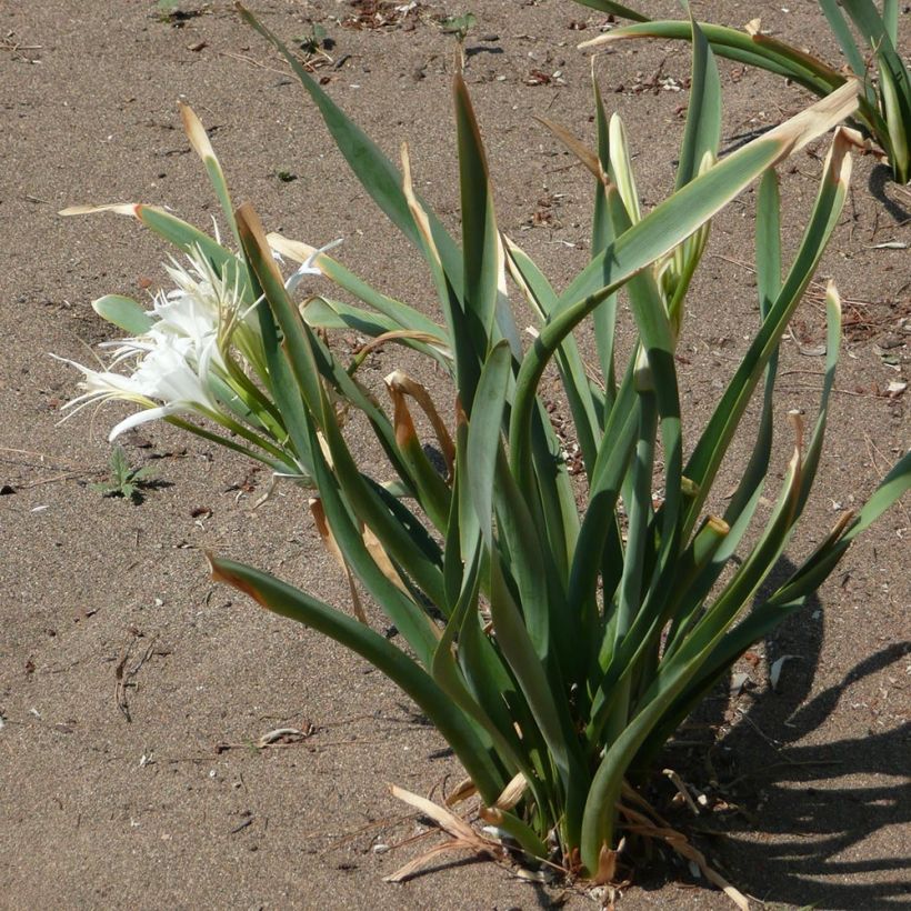Pancratium maritimum - Dünen-Trichternarzisse (Foliage)