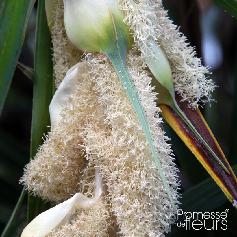 Pandanus utilis - Schraubenbaum (Flowering)