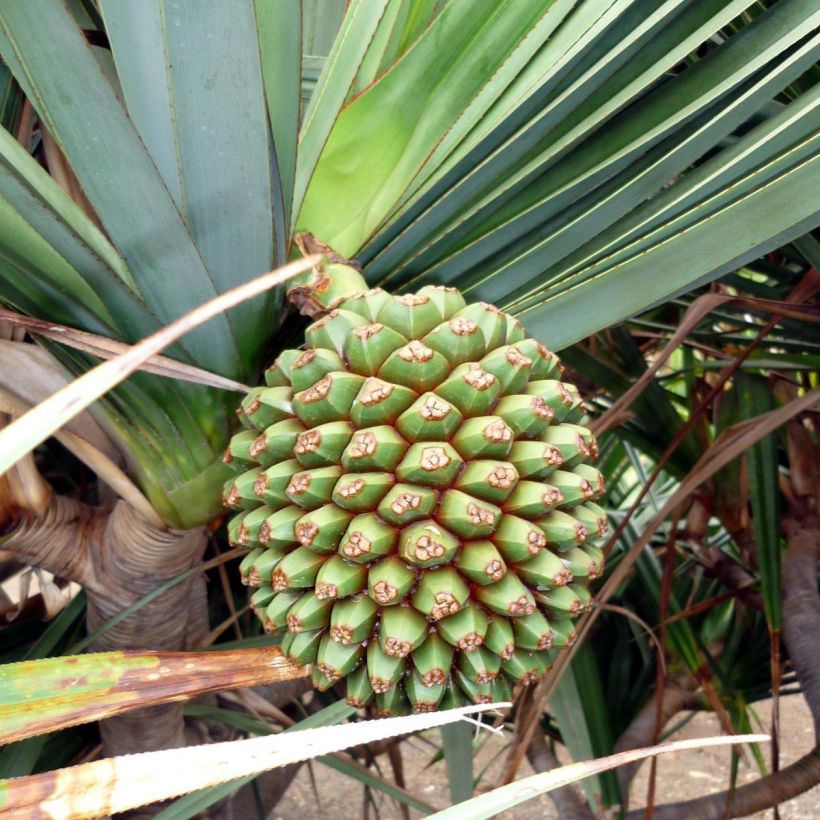 Pandanus utilis - Schraubenbaum (Harvest)