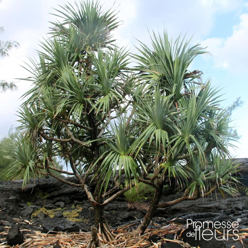 Pandanus utilis - Schraubenbaum (Plant habit)