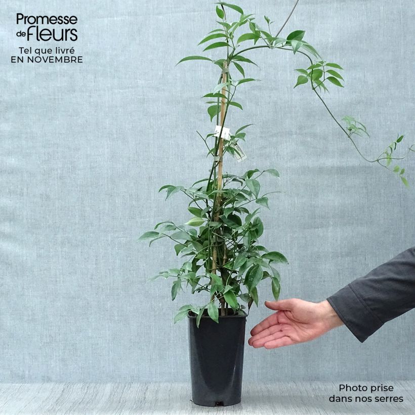 Example of Pandorea jasminoïdes Alba - Pandoree Topf mit 2L/3L as you get in automne