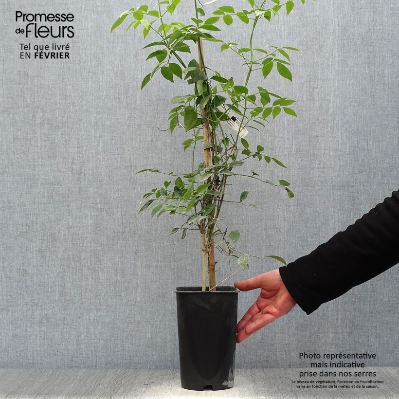 Exemplar von Pandorea jasminoïdes Alba - Pandoree Topf mit 2L/3L wie im Winter geliefert