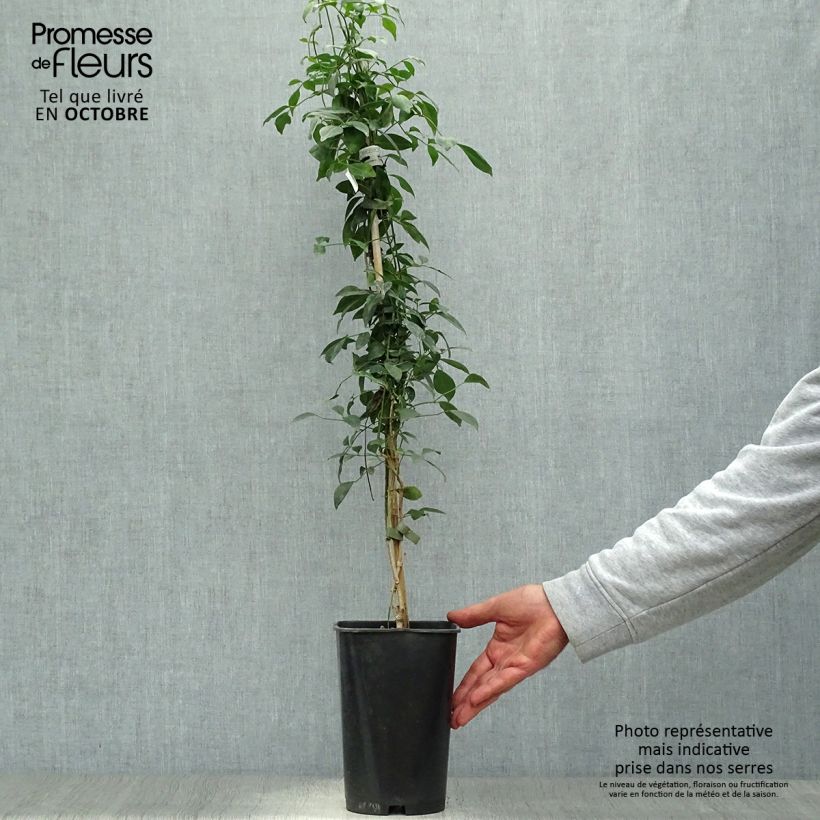 Example of Pandorea jasminoïdes Rosea - Pandoree Topf mit 2L/3L as you get in automne