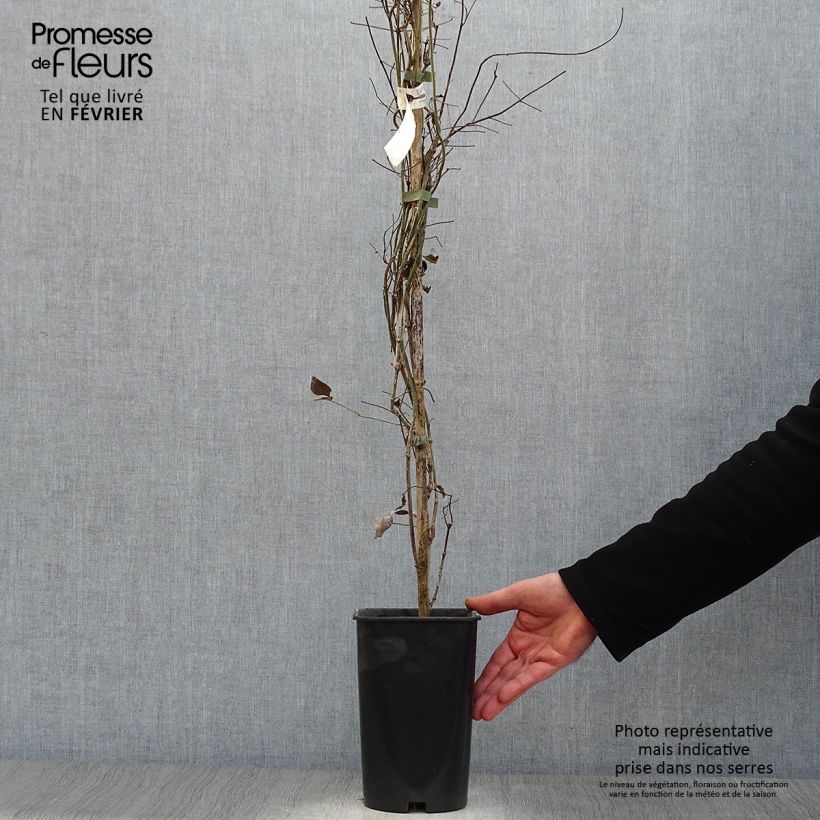 Exemplar von Pandorea jasminoïdes Rosea - Pandoree Topf mit 2L/3L wie im Winter geliefert