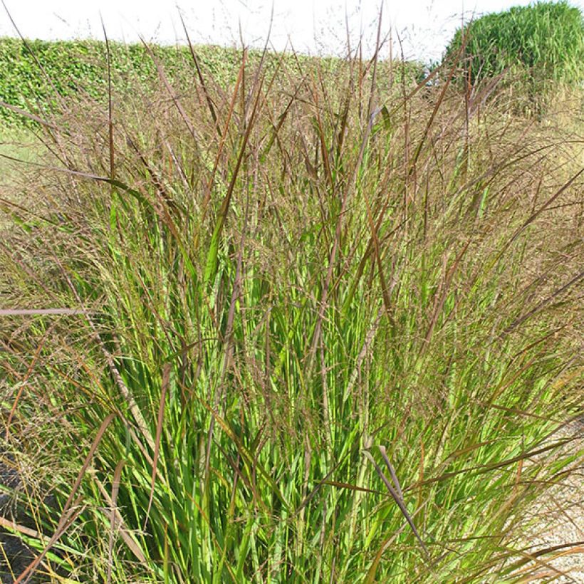 Panicum virgatum Squaw - Ruten-Hirse (Plant habit)