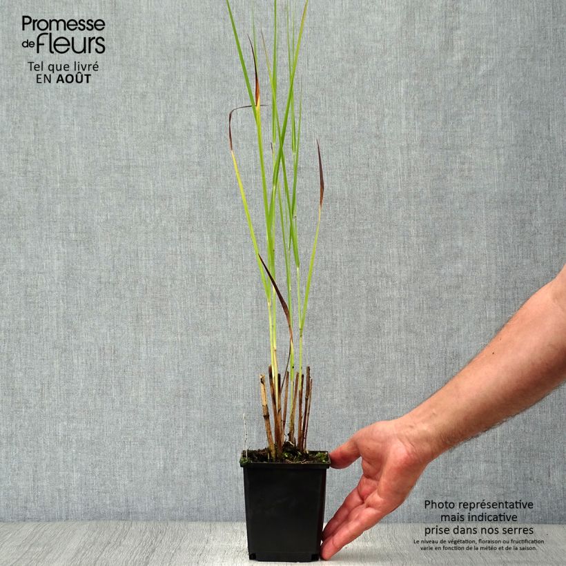Exemplar von Panicum virgatum Cloud Nine - Ruten-Hirse Kleine Töpfe von 8/9 cm wie im Sommer geliefert