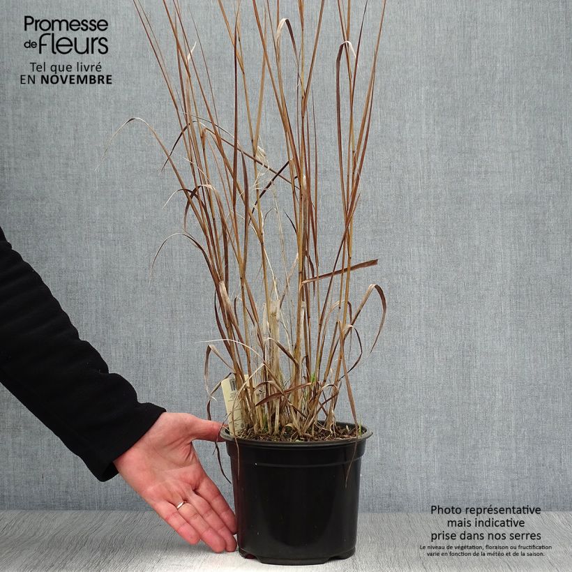 Example of Panicum virgatum Cloud Nine - Ruten-Hirse Topf mit 1L/1,5L as you get in automne
