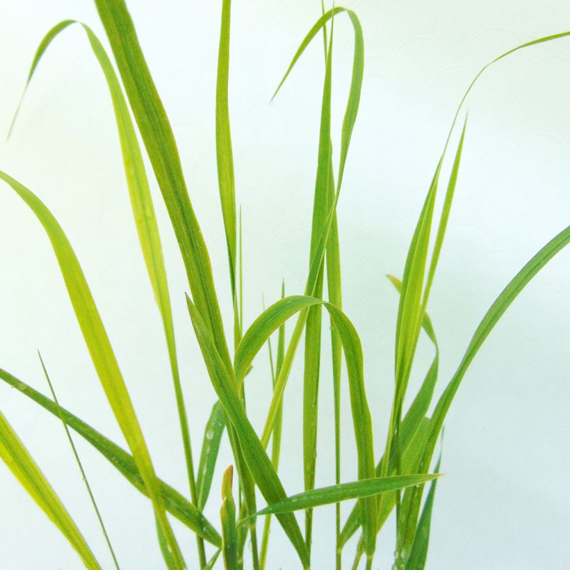 Panicum virgatum Hanse Herms - Ruten-Hirse (Foliage)