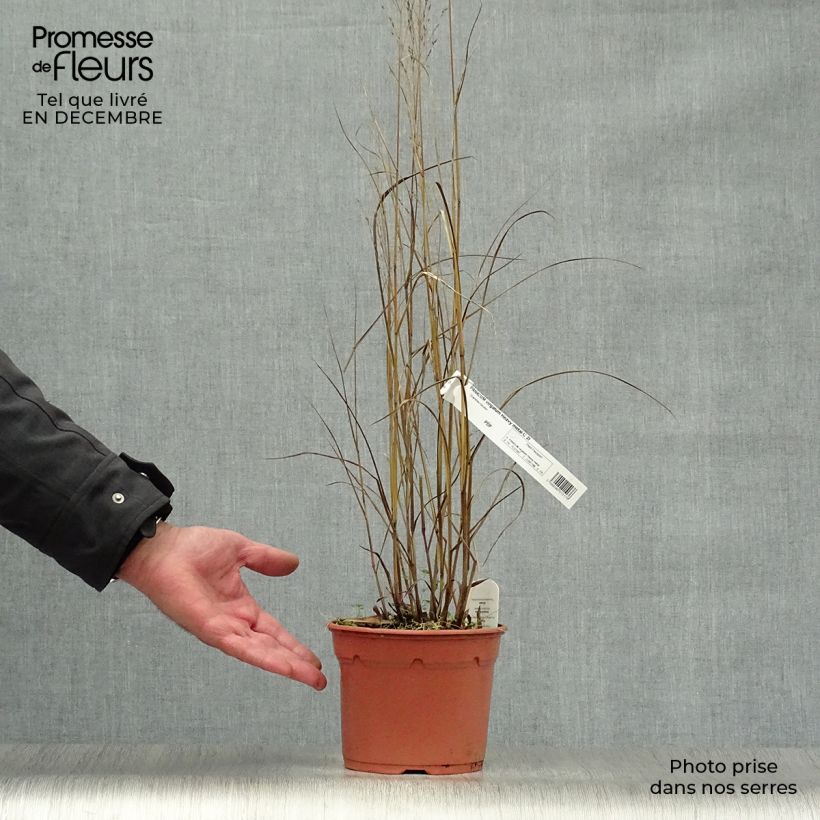Exemplar von Panicum virgatum Heavy Metal - Ruten-Hirse Topf mit 2L/3L wie im Winter geliefert