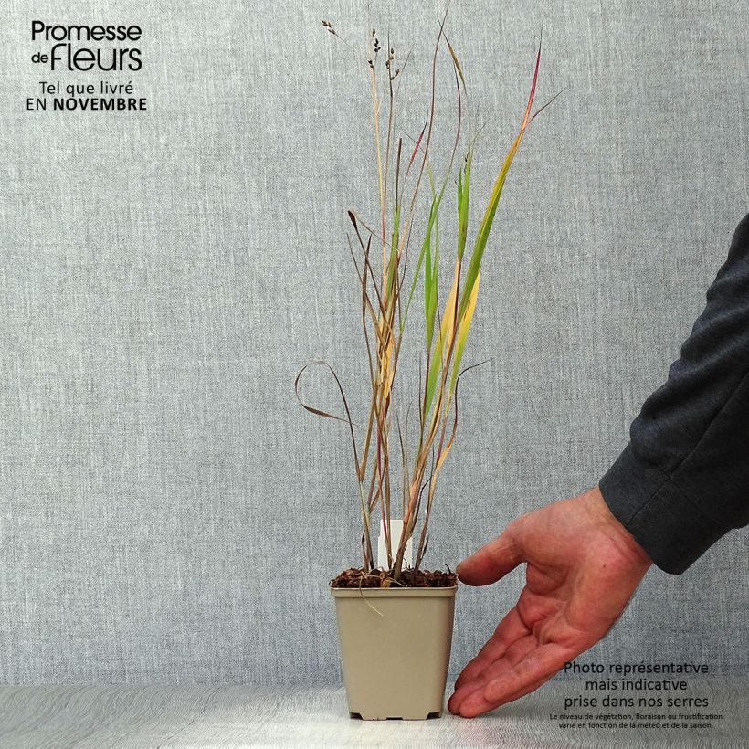 Example of Panicum virgatum Heiliger Hain - Ruten-Hirse Kleine Töpfe von 8/9 cm as you get in automne