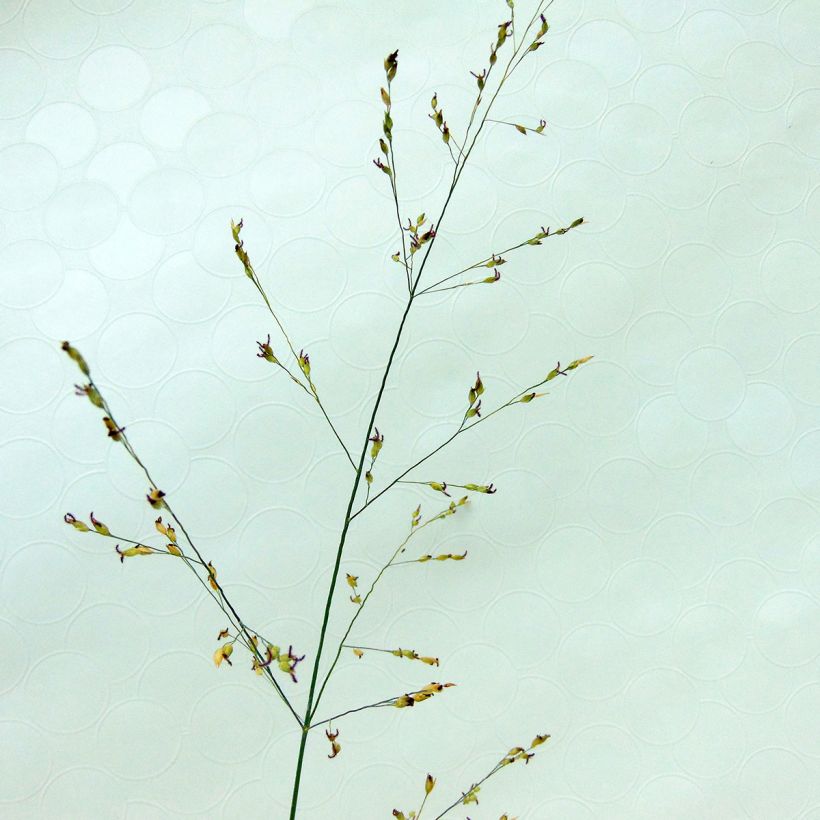Panicum virgatum Kulsenmoor - Ruten-Hirse (Flowering)