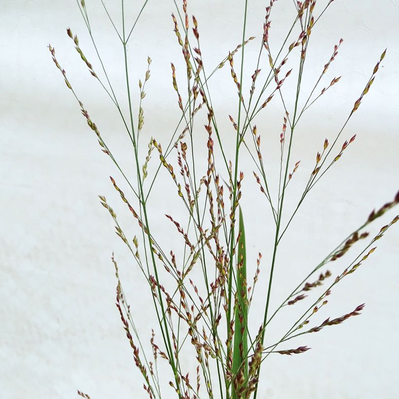 Panicum virgatum Northwind - Ruten-Hirse (Flowering)