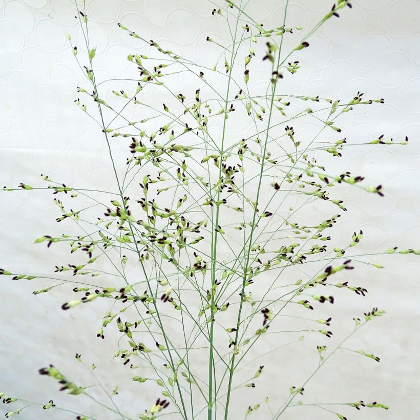 Panicum virgatum Prairie Sky - Ruten-Hirse (Flowering)