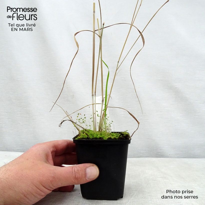 Exemplar von Panicum virgatum Prairie Sky - Ruten-Hirse Kleine Töpfe von 8/9 cm wie im Frühjahr geliefert