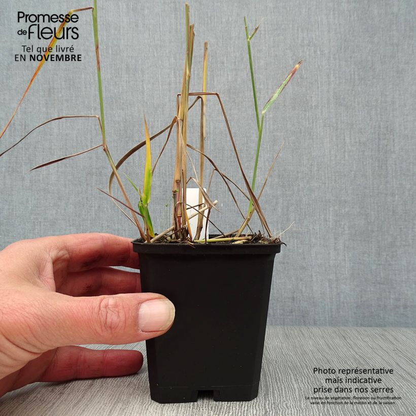Example of Panicum virgatum Rehbraun - Ruten-Hirse Kleine Töpfe von 8/9 cm as you get in automne