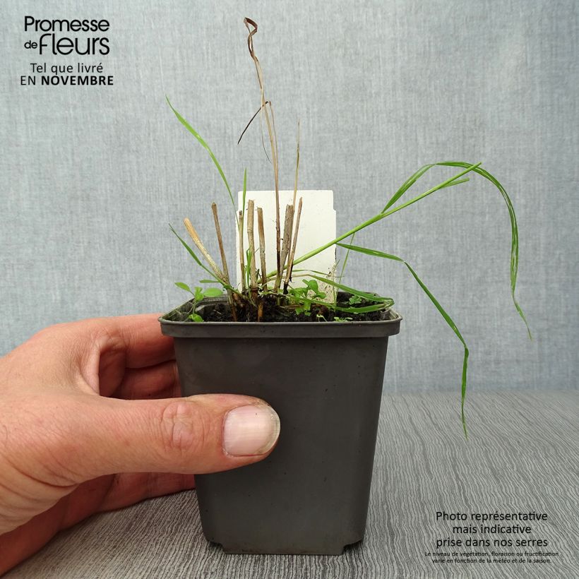 Example of Panicum virgatum Shenandoah - Ruten-Hirse Kleine Töpfe von 8/9 cm as you get in automne