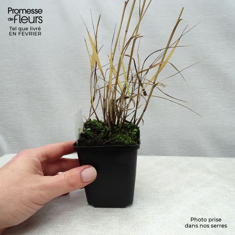 Exemplar von Panicum virgatum Shenandoah - Ruten-Hirse Kleine Töpfe von 8/9 cm wie im Winter geliefert