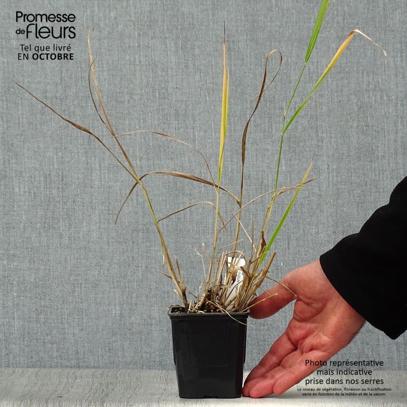Example of Panicum virgatum Warrior - Ruten-Hirse Kleine Töpfe von 8/9 cm as you get in automne