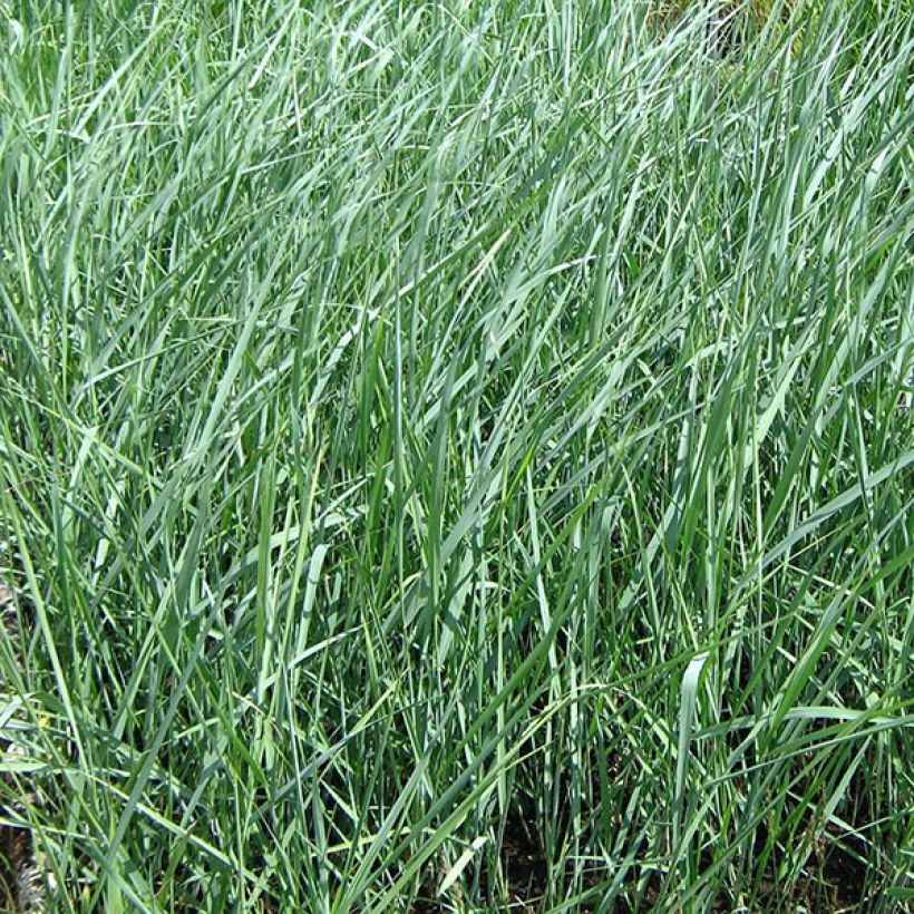 Panicum amarum - Hirse (Foliage)