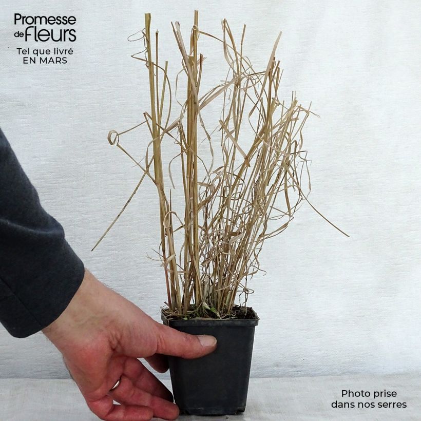 Exemplar von Panicum amarum - Hirse Kleine Töpfe von 8/9 cm wie im Frühjahr geliefert