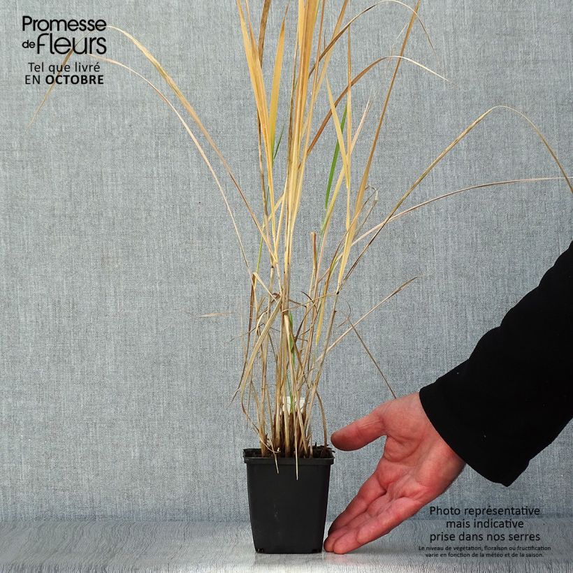 Example of Panicum amarum - Hirse Kleine Töpfe von 8/9 cm as you get in automne