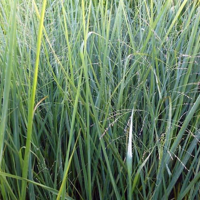 Panicum virgatum Cloud Nine - Ruten-Hirse (Foliage)