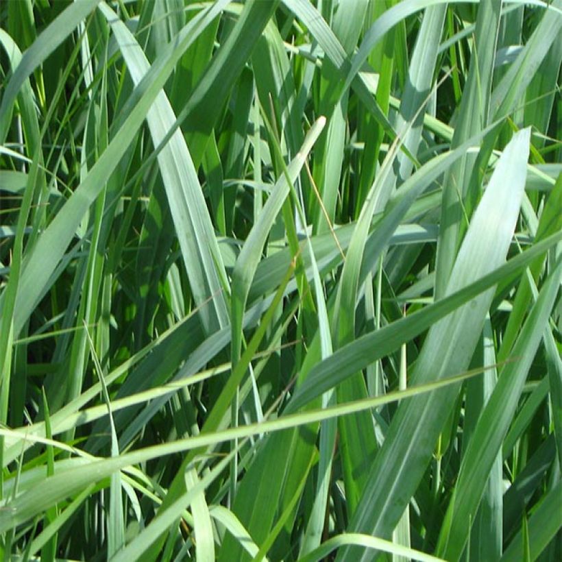 Panicum virgatum Dallas Blues - Ruten-Hirse (Foliage)