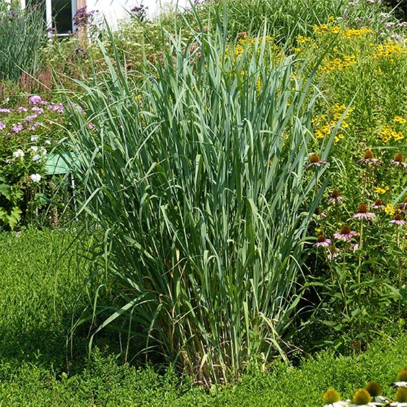 Panicum virgatum Dallas Blues - Ruten-Hirse (Plant habit)