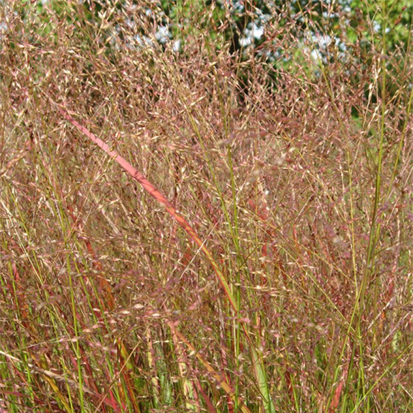Panicum virgatum Hanse Herms - Ruten-Hirse (Flowering)