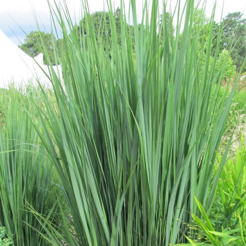 Panicum virgatum Northwind - Ruten-Hirse (Foliage)
