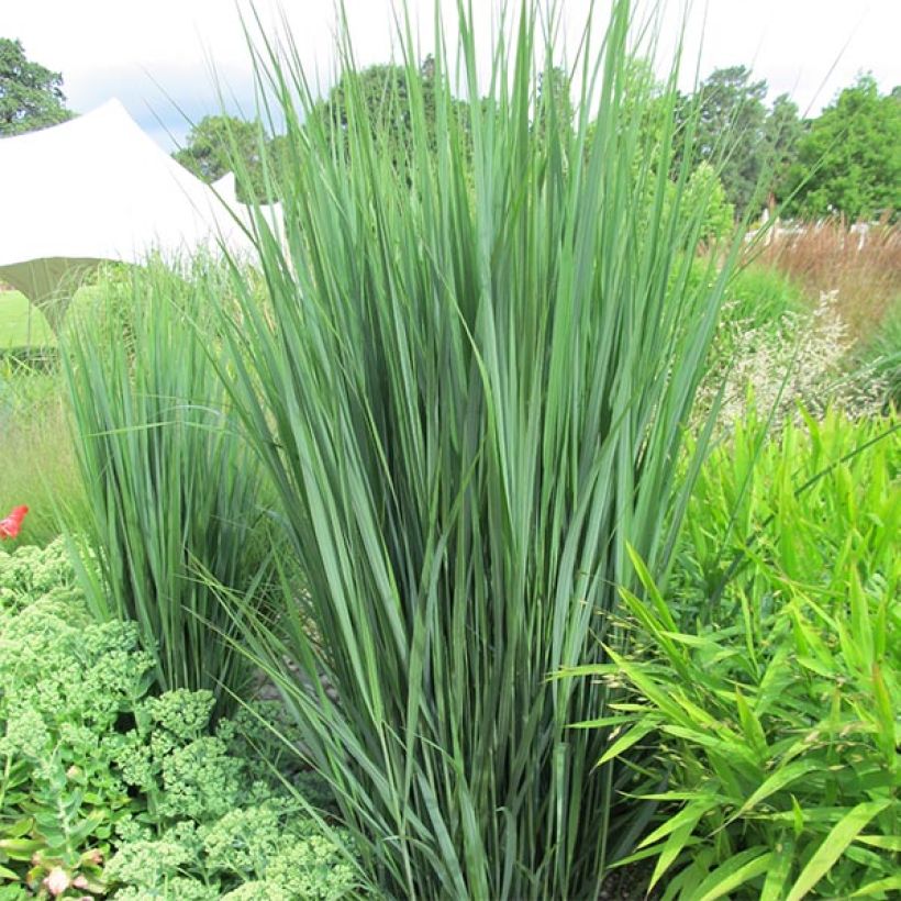 Panicum virgatum Northwind - Ruten-Hirse (Plant habit)