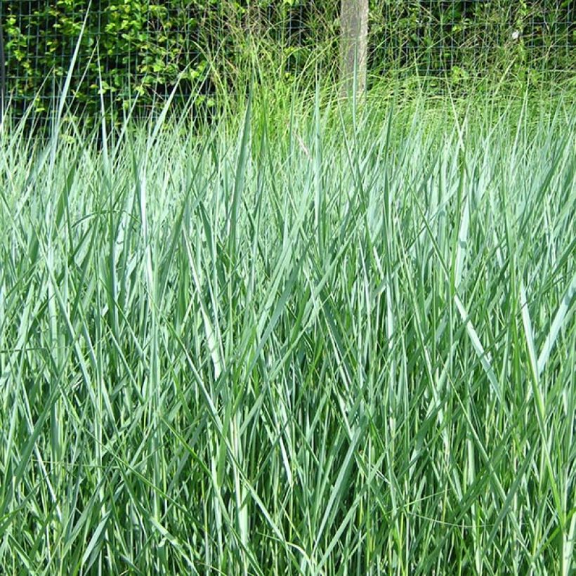 Panicum virgatum Prairie Sky - Ruten-Hirse (Plant habit)
