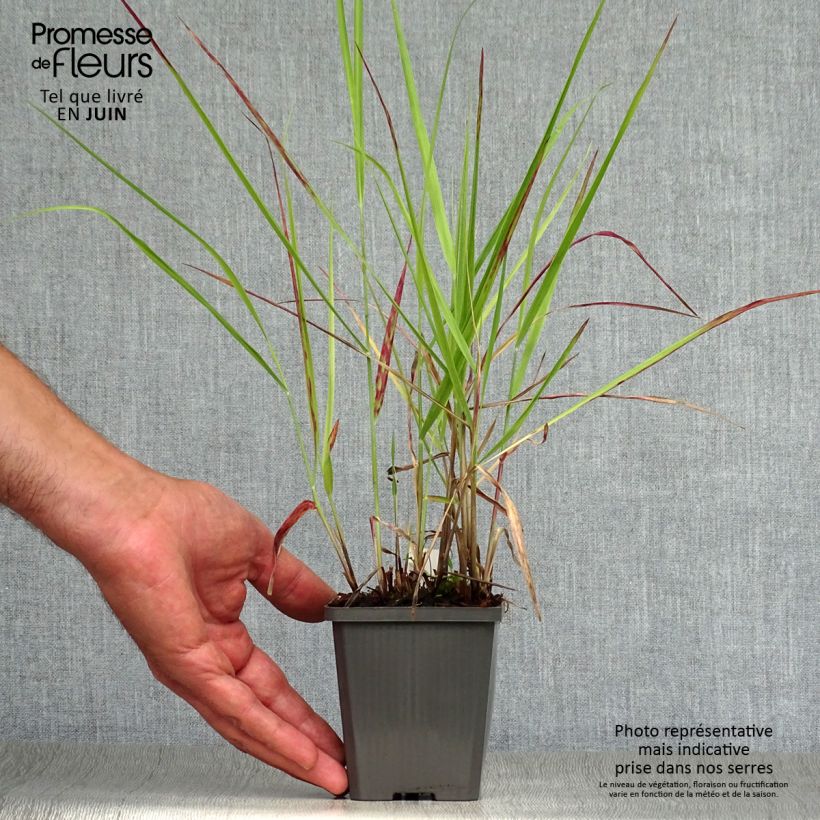 Example of Panicum virgatum Purple Breeze - Ruten-Hirse Kleine Töpfe von 8/9 cm as you get in ete