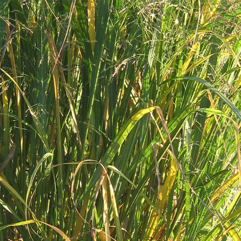 Panicum virgatum Thundercloud - Ruten-Hirse (Foliage)