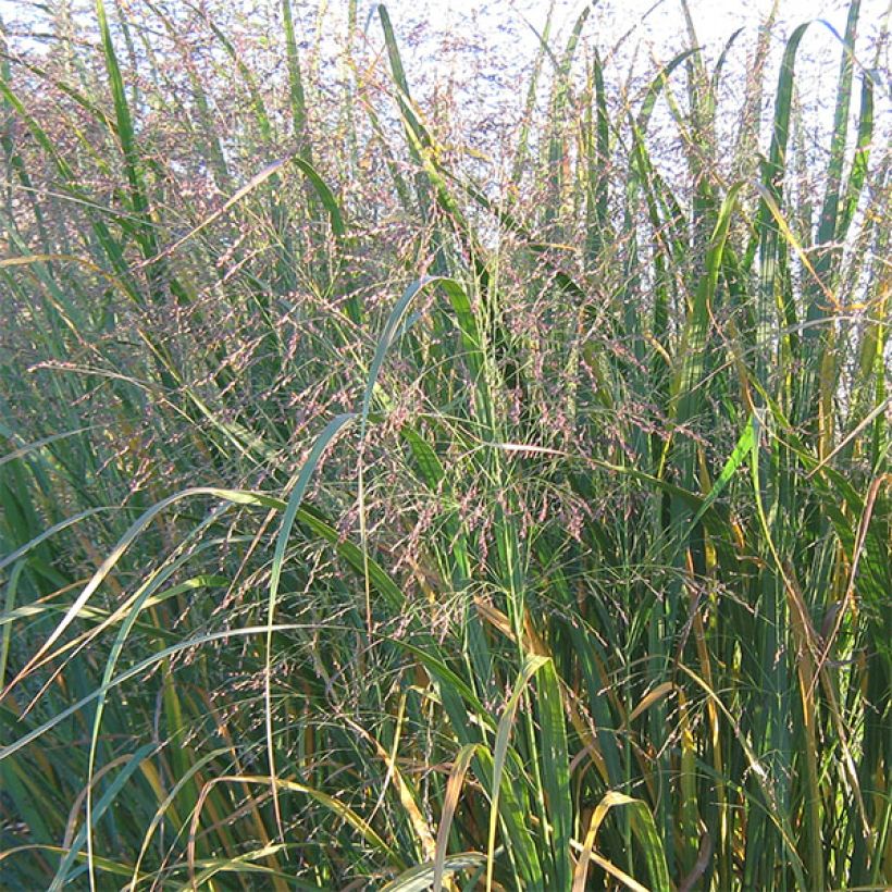 Panicum virgatum Thundercloud - Ruten-Hirse (Flowering)