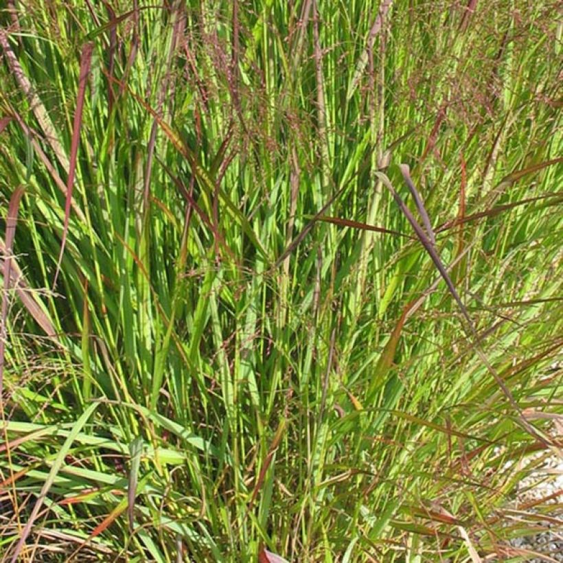 Panicum virgatum Warrior - Ruten-Hirse (Foliage)