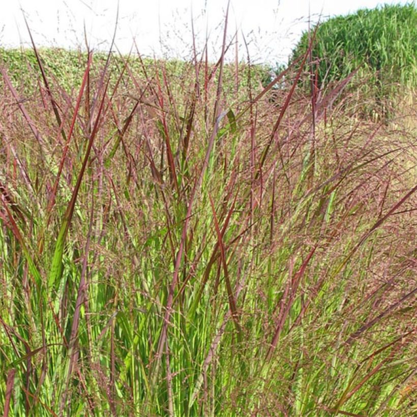 Panicum virgatum Warrior - Ruten-Hirse (Flowering)