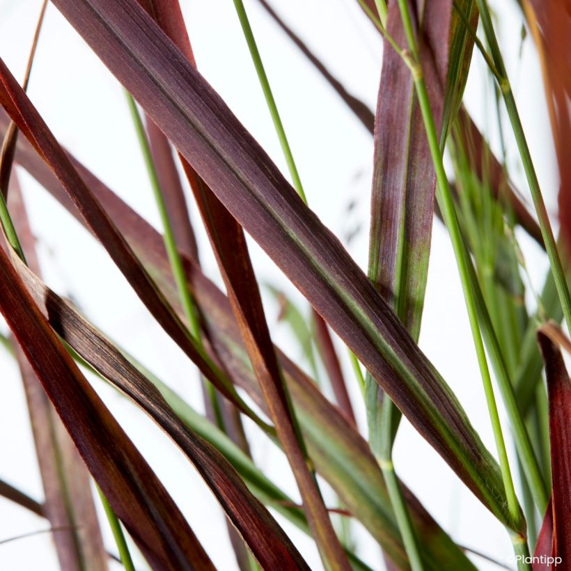 Panicum virgatum Hot Rod - Ruten-Hirse (Laub)