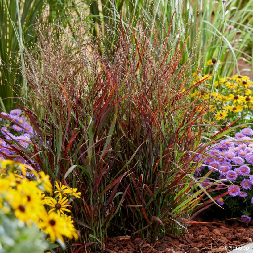 Panicum virgatum Hot Rod - Ruten-Hirse (Wuchs)