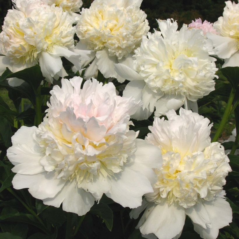 Paeonia lactiflora Top Brass - Edel-Pfingstrosen (Flowering)