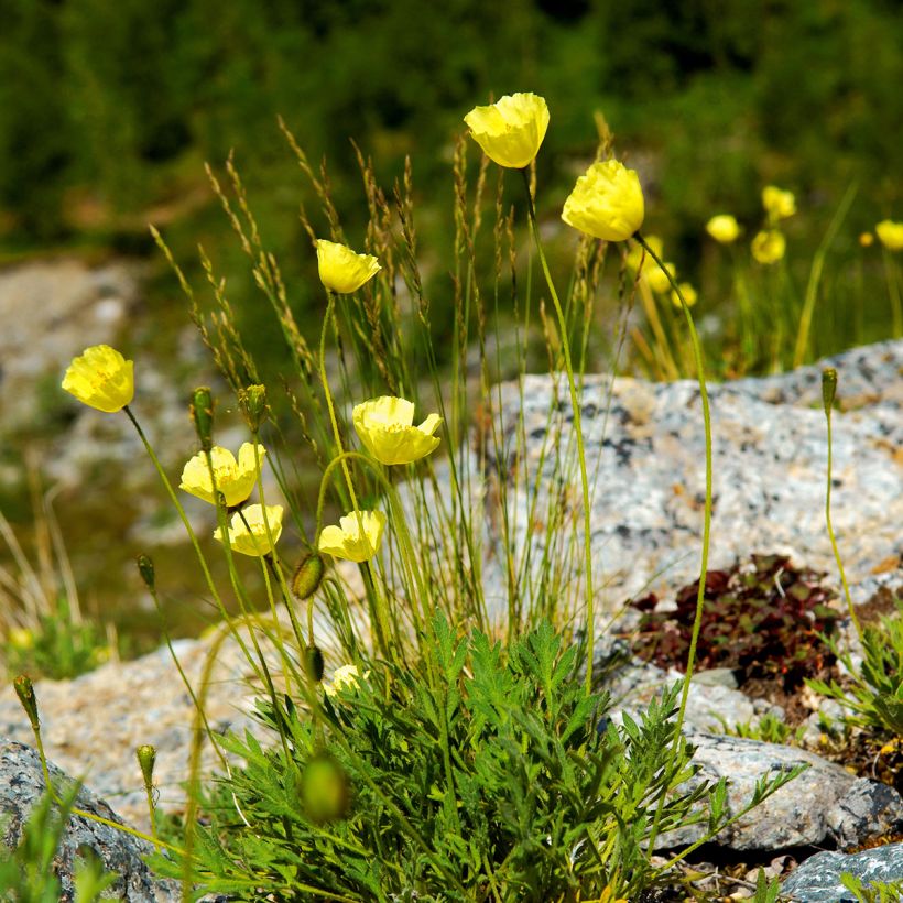 Papaver alpinum - Alpen-Mohn (Plant habit)