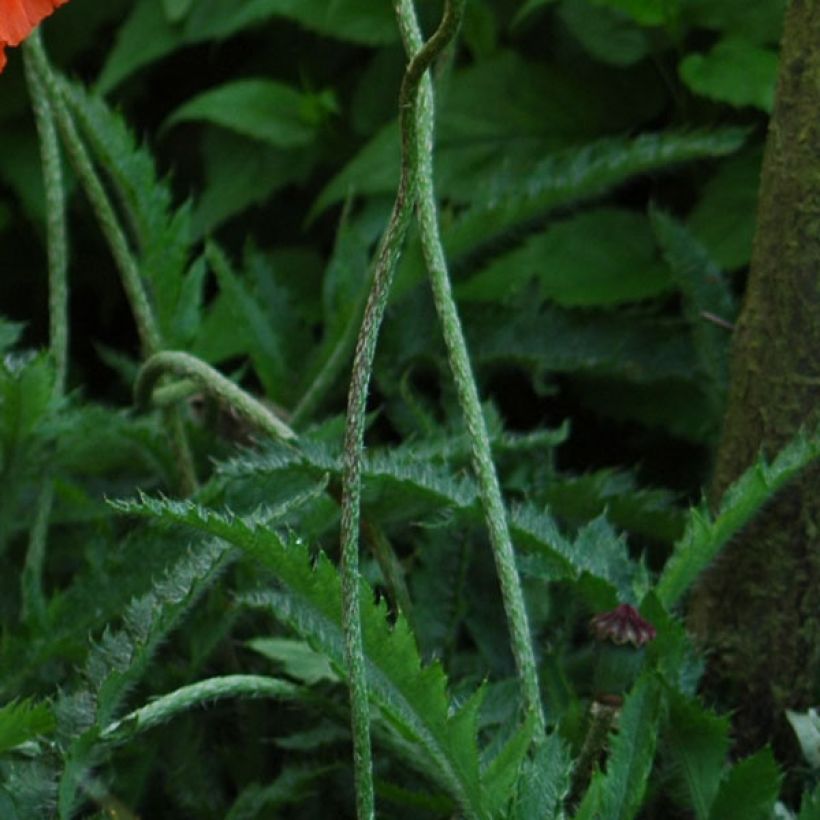 Orientalischer Mohn May Queen - Papaver orientale (Foliage)