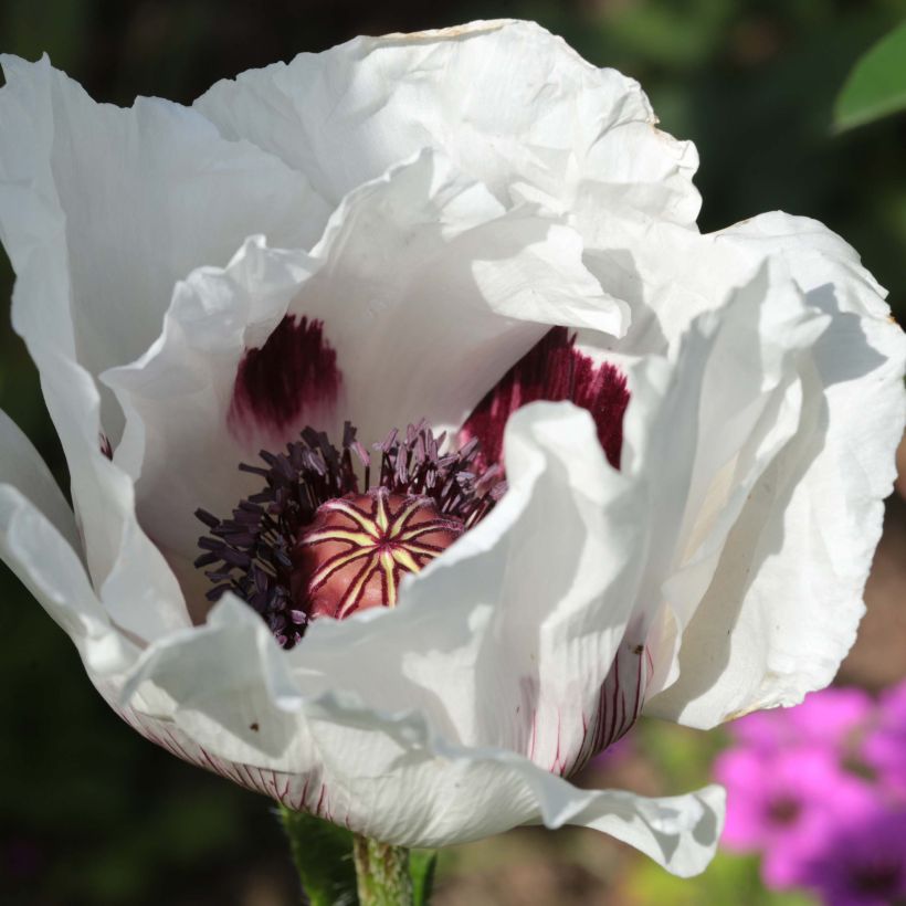 Orientalischer Mohn Perry's White - Papaver orientale (Flowering)