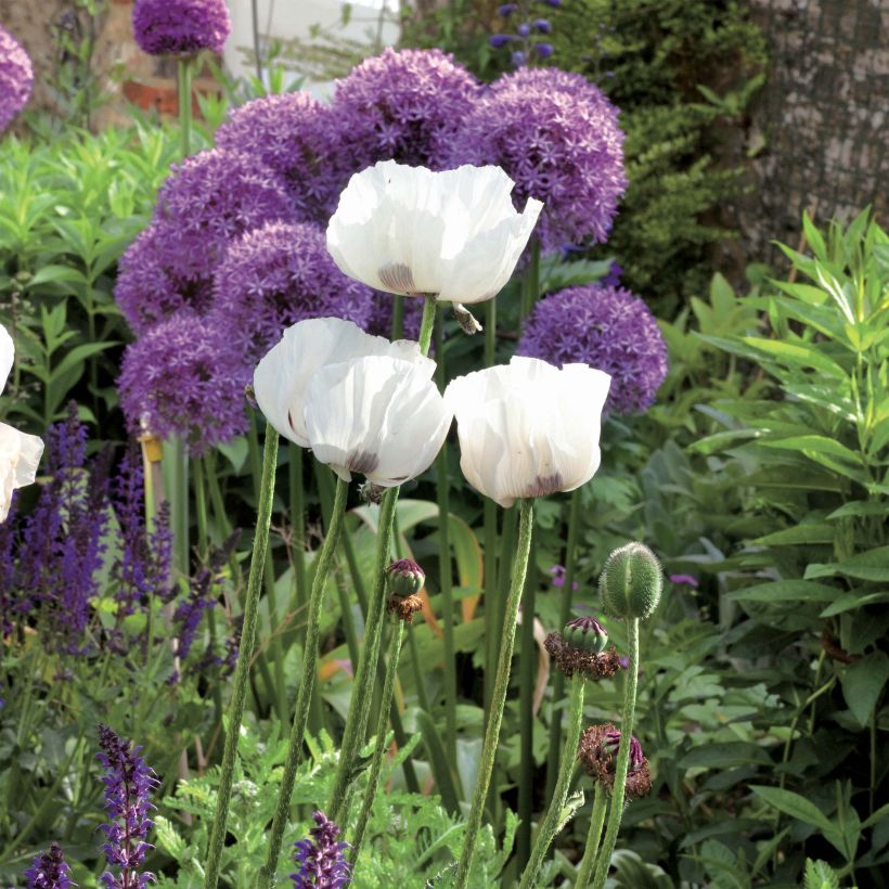 Orientalischer Mohn Perry's White - Papaver orientale (Plant habit)