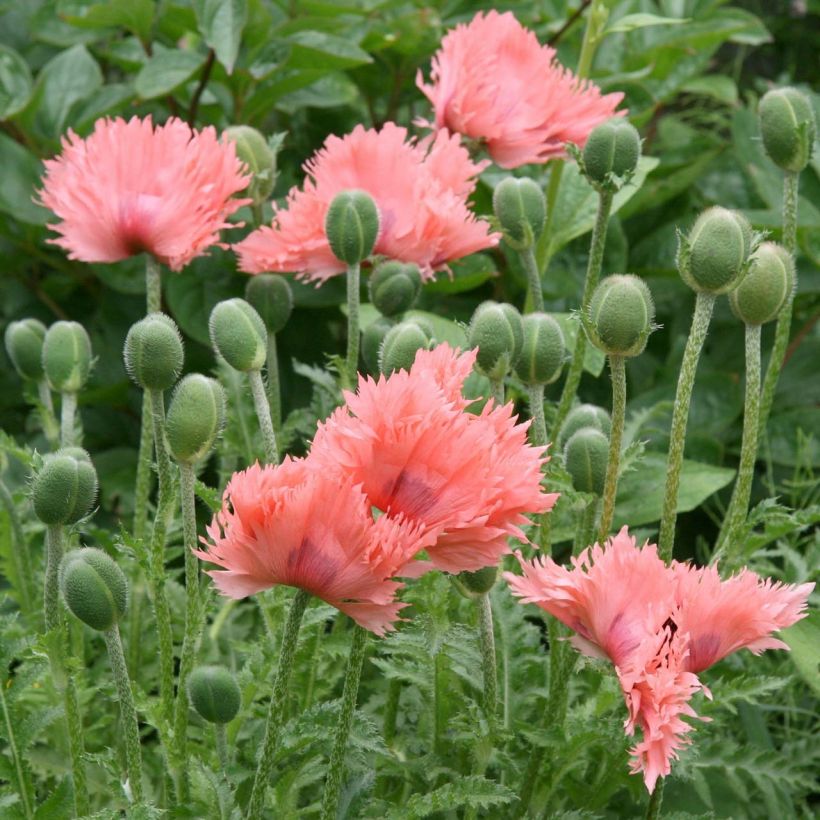Orientalischer Mohn Pink Ruffles - Papaver orientale (Flowering)