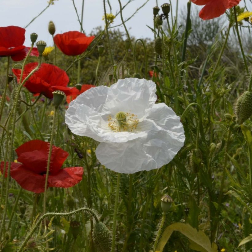 Klatsch-Mohn Bridal Silk (Samen) - Papaver rhoeas (Flowering)