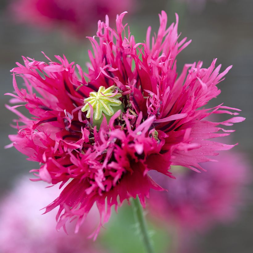 Schlafmohn Rose Feathers (Samen) - Papaver (Flowering)
